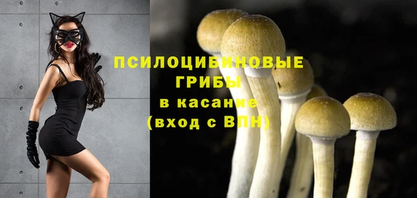 прущие грибы Абаза