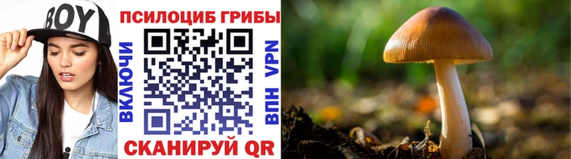 блэк спрут как войти  сайты даркнета клад  Галлюциногенные грибы Magic Shrooms  Копейск 